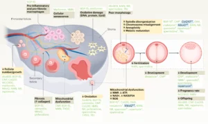 Assisted Reproductive Technology